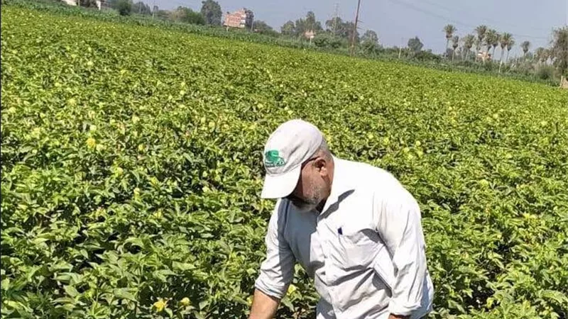 مرور مكثف على حقول القطن والذرة بقويسنا.. والزراعة ترفع درجة الاستعداد لحماية المحاصيل الصيفية
