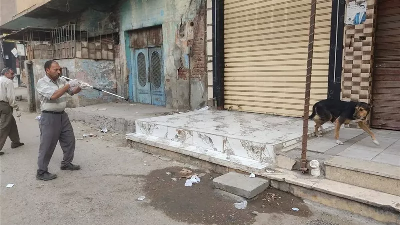تحصين 75 كلبًا حرًا بكفر الشيخ ضمن الحملات الوقائية للقضاء على مرض السعار