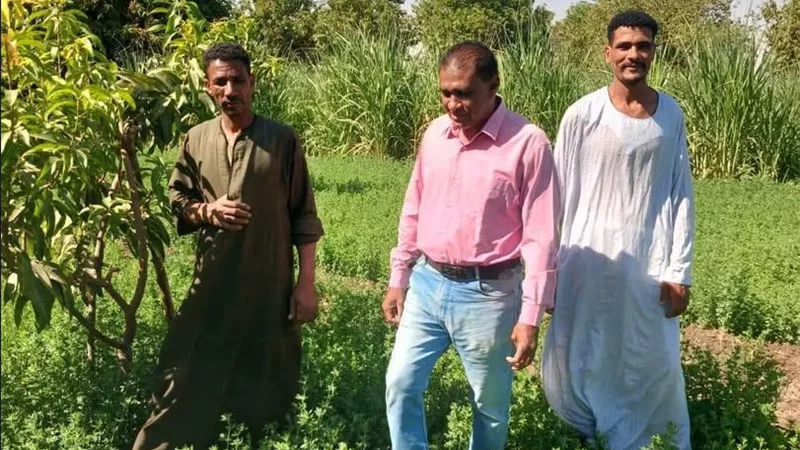 لحماية قصب السكر والمحاصيل.. زراعة الأقصر تكثف الجولات الميدانية وتقدم روشتة لمواجهة الآفات