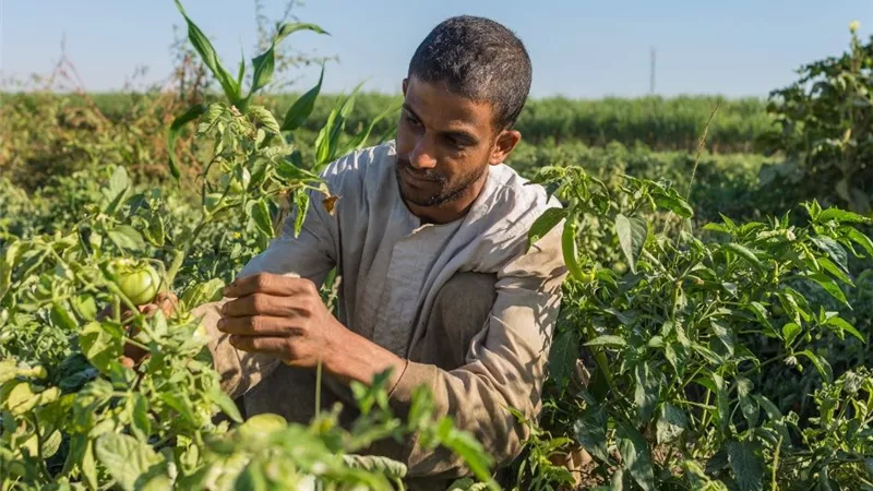 خبراء يوصون بتعزيز الرقابة وتطبيق المعايير العالمية لدعم الأمن الغذائي