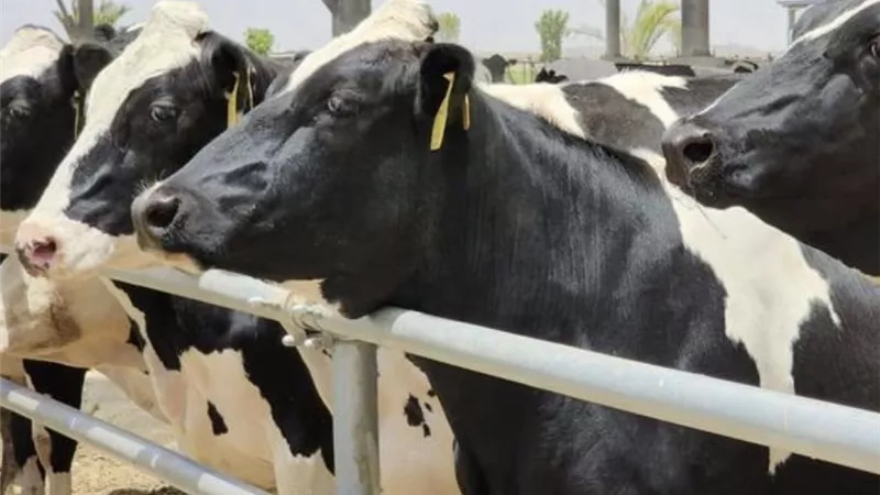 اللحمة بـ400 ومكسب الجزار موجود.. نقيب الفلاحين يطالب بخفض الأسعار: خلوا الناس تاكل
