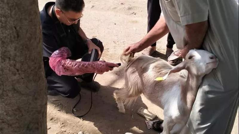 تحصين 318 ألف رأس بنسبة 96%.. الغربية تكثف جهودها لحماية الثروة الحيوانية من الحمى القلاعية