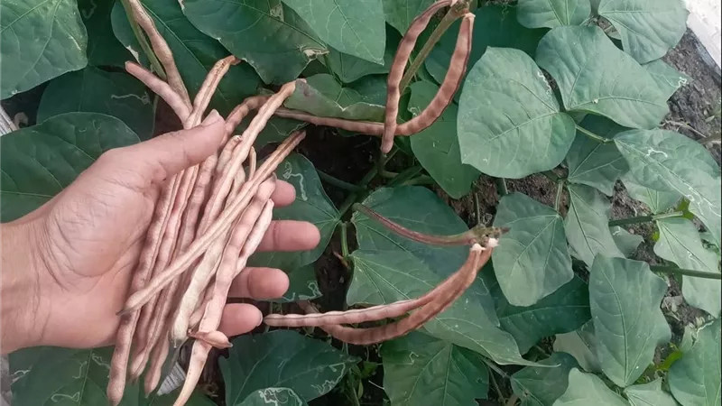 خبراء يوضحون خطوات زراعة اللوبيا.. مواعيد الزراعة وأهم التوصيات لزيادة الإنتاج
