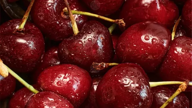 خبراء يوضحون خطوات زراعة الكرز من البذور.. من ثمرة في المطبخ إلى شجرة مثمرة
