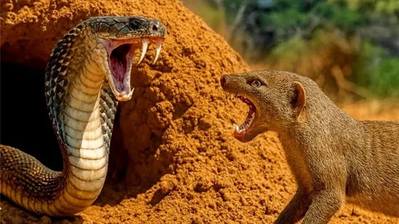بعد ظهوره بالفيوم.. الزراعة توضح أهمية النمس المصري في حماية المحاصيل من الثعابين