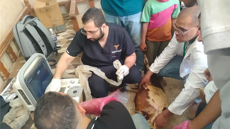 وزارة الزراعة تواصل دعم صغار المربين بقافلة بيطرية مجانية في سوهاج