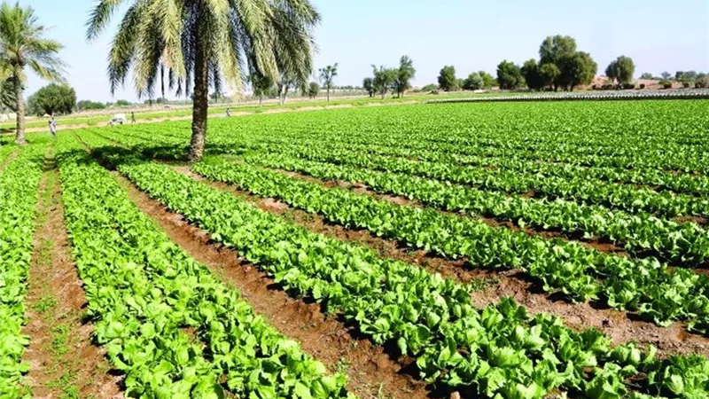تحالف دولي بين الأوروبي للإعمار والفاو لتأمين الصادرات الزراعية في مصر والأردن ضد الاشتراطات الخضراء