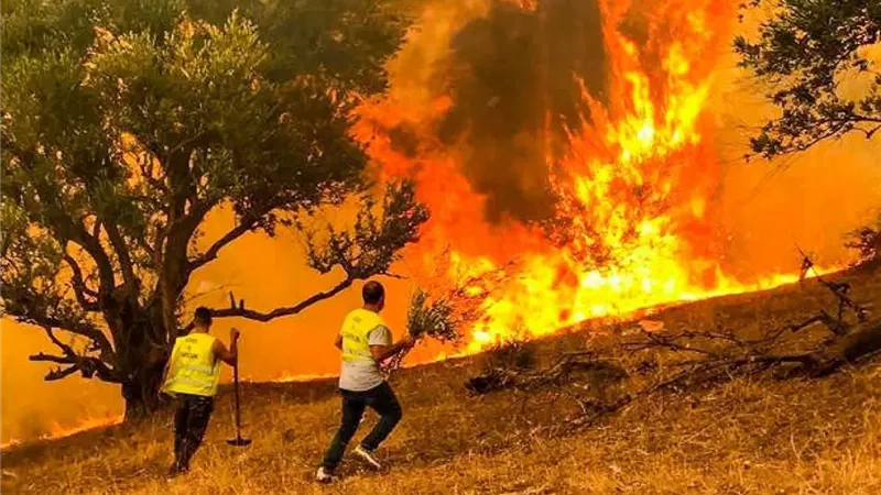 حرائق غابات واسعة تضرب الجزائر وتونس وسط موجة حر تاريخية تجاوزت 50 درجة مئوية