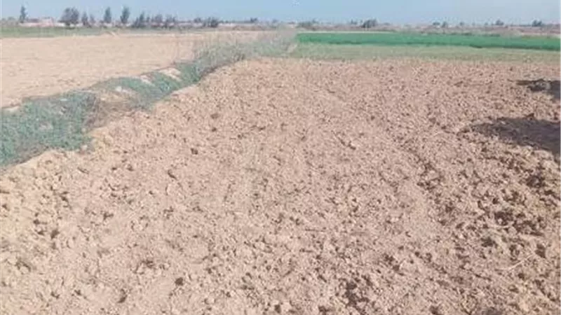 دور الكالسيوم في استصلاح الأراضي الصودية.. كيف يساعد على طرد الصوديوم وتحسين التربة؟