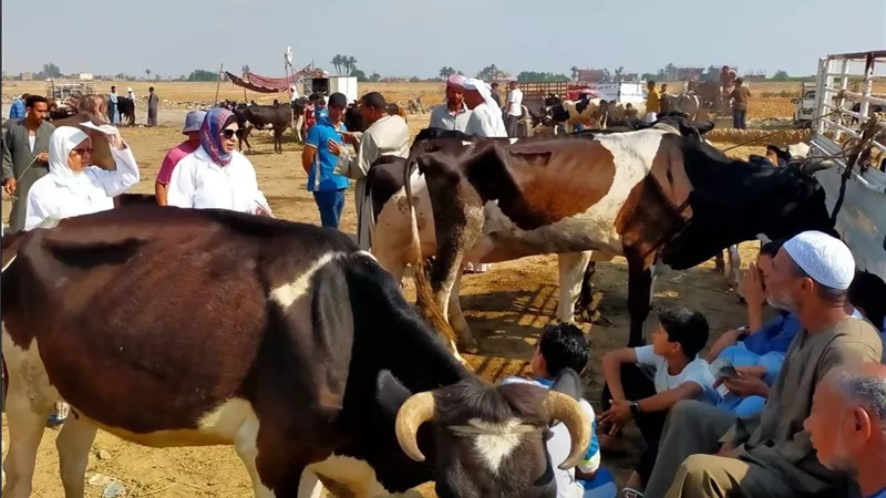 استراتيجية الدولة الزراعية والحيوانية.. مكاسب تنموية وحماية ممتدة لمائدة المواطنين