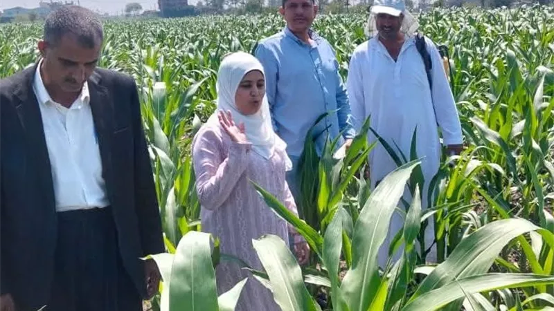 مرور إرشادي على حقول الذرة بدمياط.. وتوصيات عاجلة للمزارعين بشأن الري والتسميد والمكافحة