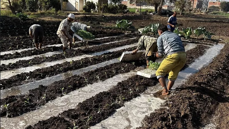 موسم الخير يبدأ من أغسطس.. 7 محاصيل تجهز أرضك للزراعة الشتوية