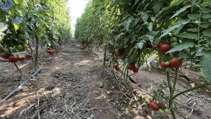 قبل ما محصولك يضيع.. توصيات عاجلة لمزارعي الطماطم خلال أغسطس لحماية النباتات وزيادة الإنتاج