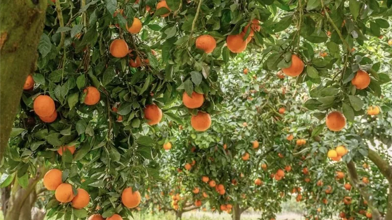 تربس الموالح يهدد النموات الجديدة.. توصيات للحد من الإصابة في أشجار الليمون