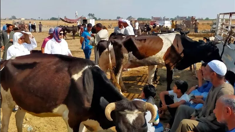 21 ألف زيارة ميدانية و214 ألف رأس وطائر تحت المجهر.. «الزراعة» تكثف مواجهة الأمراض الوبائية