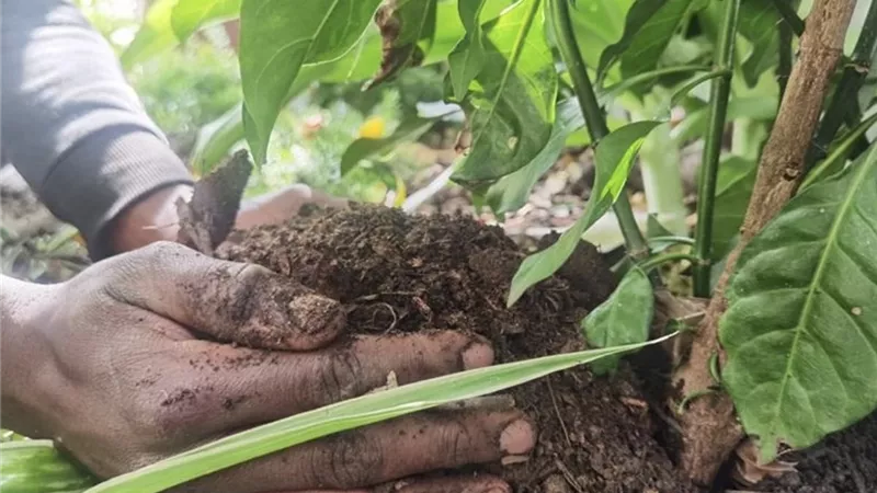 بدائل طبيعية للأسمدة الكيماوية.. 5 خطوات تمنح نباتاتك نموًا قويًا وإنتاجًا أفضل