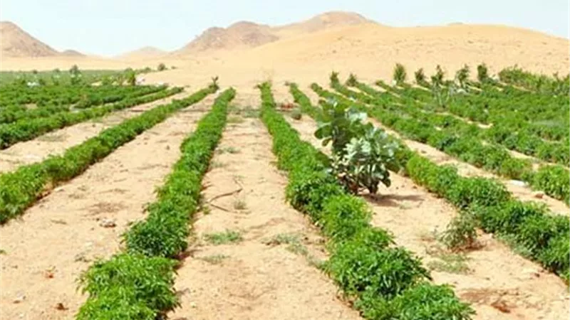 5 مشكلات تهدد التربة الصحراوية.. وخطوات فعالة لزيادة الإنتاج واستدامة الزراعة