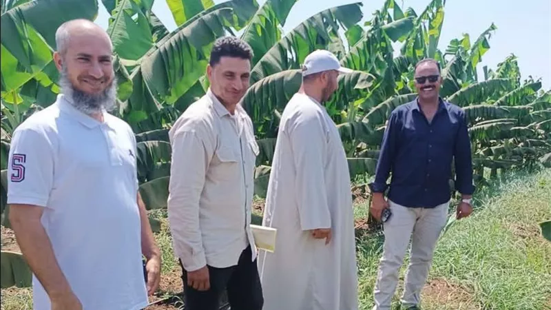 الزراعة تدفع بلجنة علمية لحماية محصول الموز من التورد القمي والتبرقش بالمنوفية