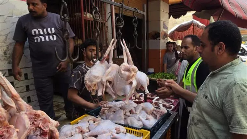 حملة تموينية مكبرة بالمنوفية تضبط ربع طن دواجن محقونة ولحوماً فاسدة بقويسنا