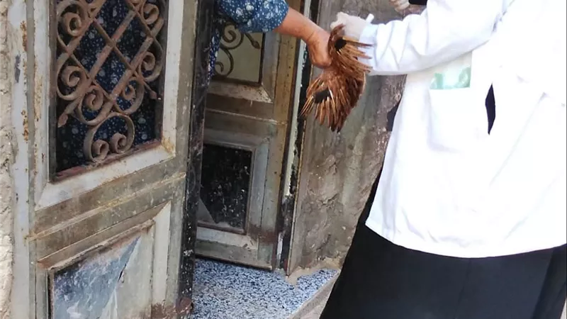 محافظ كفرالشيخ يتابع جهود تحصين الثروة الداجنة لحمايتها من الأمراض الوبائية