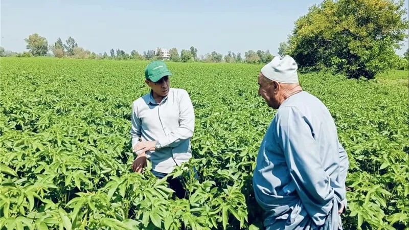 وكيل زراعة كفر الشيخ يتفقد محاصيل دسوق ويتابع أعمال الري ويستمع لشكاوى المزارعين