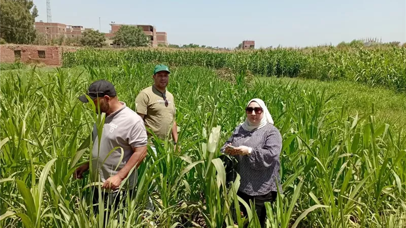 الزراعة تتابع الحقول الإرشادية للذرة الشامية بالمنوفية وتوجه بتطبيق التوصيات لمواجهة الإجهاد الحراري