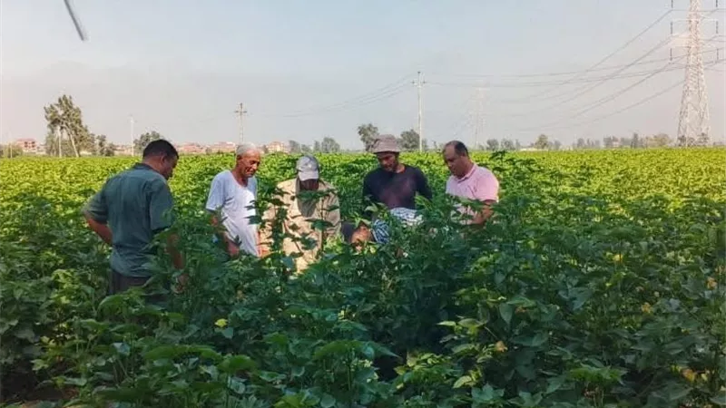 الإرشاد الزراعي ينظم ندوة بكفر الشيخ لتعظيم إنتاجية القطن من خلال التكثيف المحصولي لعباد الشمس
