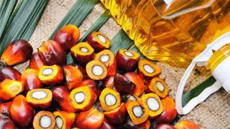 إندونيسيا تعزز صادرات زيت النخيل بإيرادات قياسية خلال 2026