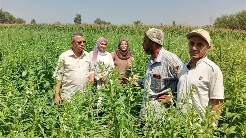 الإرشاد الزراعي ينظم ندوات وأيامًا حقلية بالمنوفية لتعظيم إنتاجية الذرة والسمسم