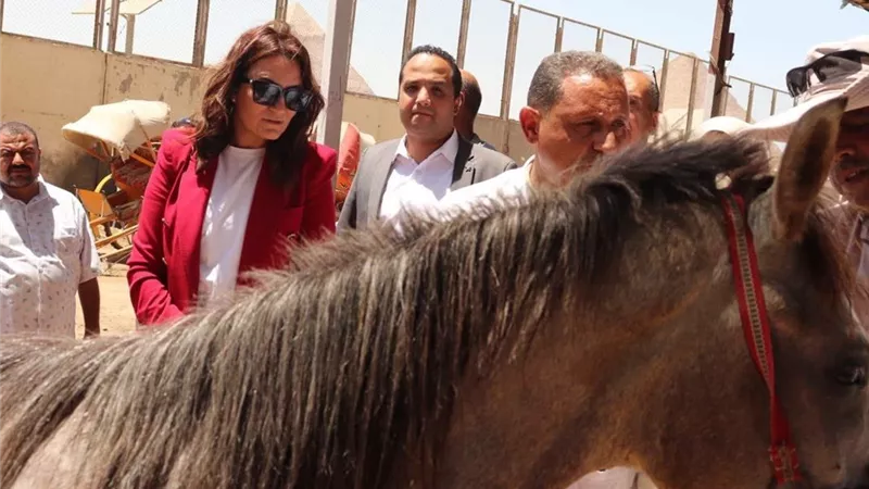 محافظ الجيزة يتابع منظومة التكويد الإلكتروني للدواب العاملة بالأهرامات