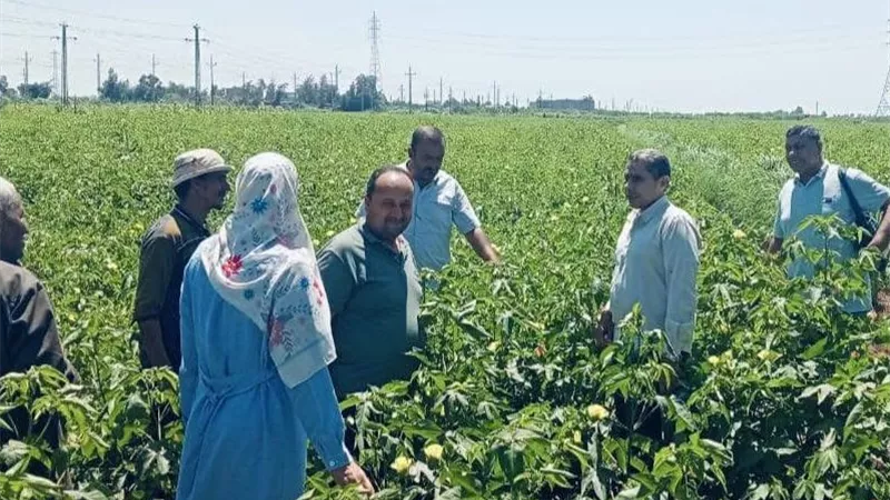 زراعة كفر الشيخ يتفقد الإدارة الزراعية ببلطيم ويتابع زراعات القطن والصوب الزراعية