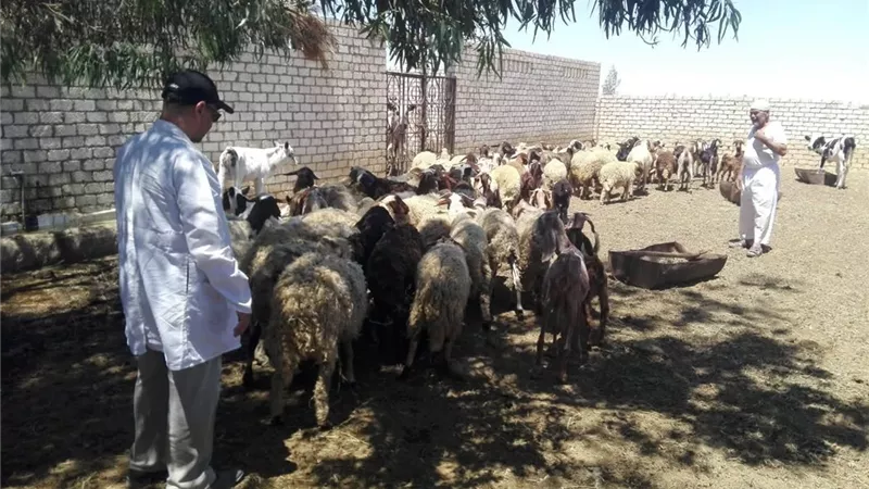 إنقاذ الثروة الحيوانية بالمغرة.. بحوث الصحراء يفحص 490 رأسًا ويوفر العلاج للمربين