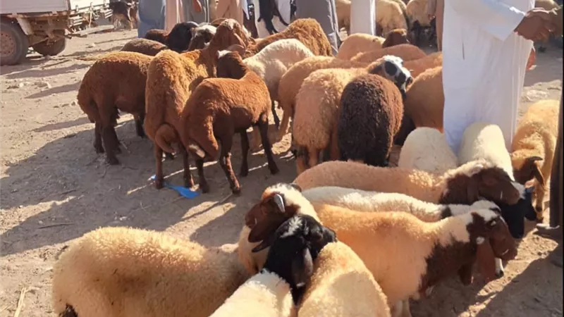 الخدمات البيطرية بمطروح تكثف أعمال التقصي والمتابعة الميدانية بأسواق المحافظة