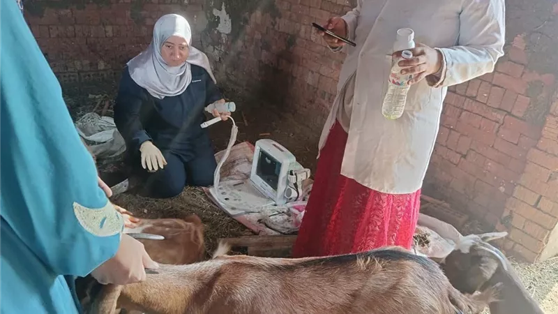 قافلة بيطرية مجانية تقدم خدمات علاجية ووقائية لمربي الماشية بقرية كفر الشهاوي خاطر بالقليوبية