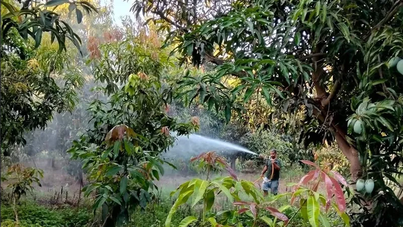 زراعة الإسماعيلية تواصل متابعة حدائق المانجو لتنفيذ التوصيات الفنية ودعم المزارعين