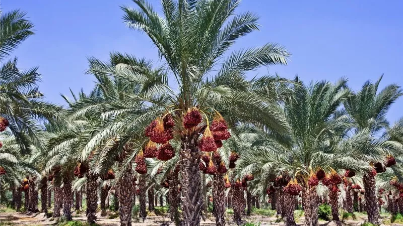 أسرار نجاح زراعة النخيل.. خطوات تضمن إنتاجًا وفيرًا وتمورًا عالية الجودة