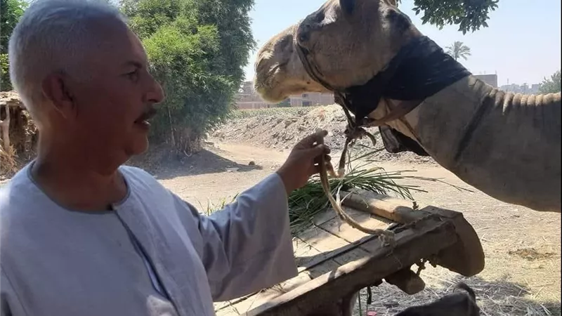 نقيب الفلاحين: رغم أهميتها الكبيرة لاتمثل سوي 1%من اجمالي الثروة الحيوانية في مصر