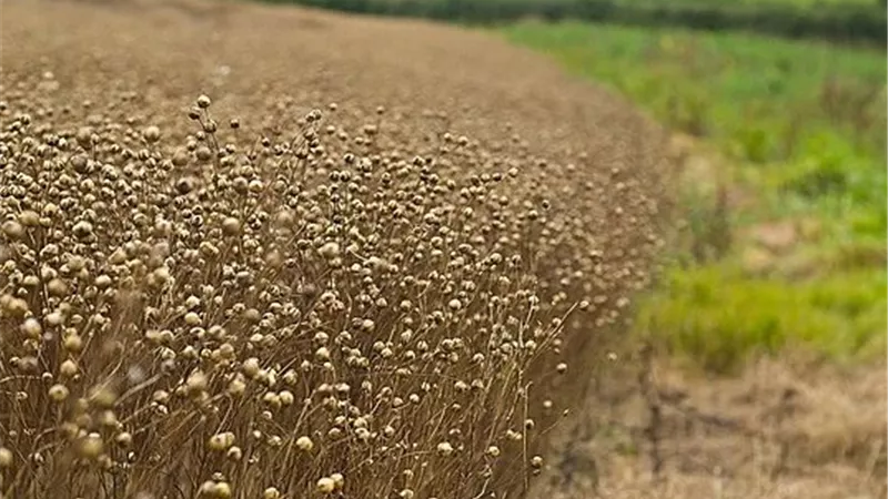 600 فدان بالظهير الصحراوي.. المنيا تدشن أولى خطواتها لتصبح مركزًا واعدًا لإنتاج الكتان