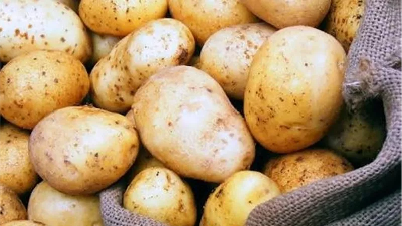 البطاطس والبطاطا الحلوة ضمن فرص التوسع في فرنسا.. «التصديري للصناعات الغذائية» يحدد الأسواق 
