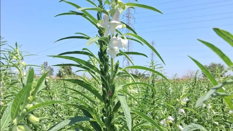 الإرشاد الزراعي ينظم ندوة حقلية حول تكثيف السمسم على القطن بقويسنا