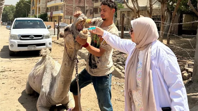 خيل وجمال الأهرامات تحت الرعاية البيطرية.. تعاون جديد لتحسين منظومة الركوب