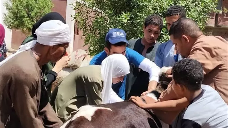قافلة بيطرية مجانية بأسيوط تعالج 1750 حالة في قرية الواسطي.. دعم مباشر للثروة الحيوانية والداجنة