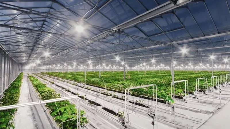 الزراعة المائية أم الهوائية أم البيئات الخاصة؟.. تعرف على الفروق بين أشهر أنظمة الزراعة الحديثة