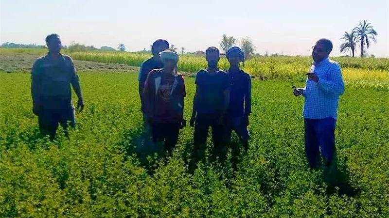 زراعة الأقصر في الحقول.. توصيات فنية لمزارعي البرسيم الحجازي خلال ندوة إرشادية بأرمنت