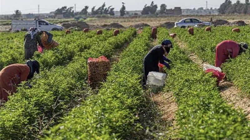 مع بداية سبتمبر.. 6 معاملات زراعية مهمة تجهز النباتات للموسم الجديد