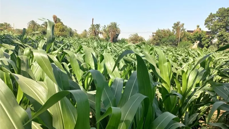 الإرشاد الزراعي يتابع حقول الذرة الشامية بإسنا ويقدم 5 توصيات للمزارعين