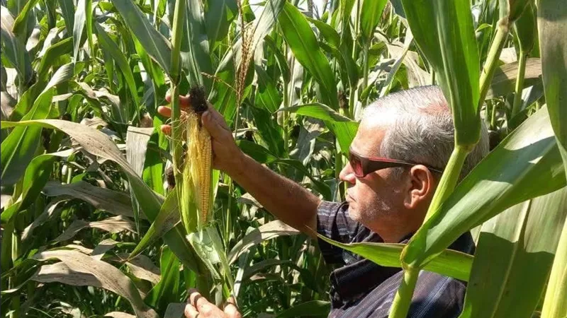 إرشاد منوف في الحقول.. 11 حقلًا للذرة وتوصيات عاجلة لمواجهة دودة الحشد وترشيد الري