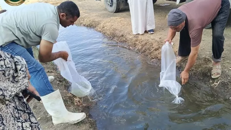 الزراعة بالشرقية تدعم الاستزراع السمكي في حقول الأرز.. زيادة إنتاجية المحصول ورفع دخل المزارعين