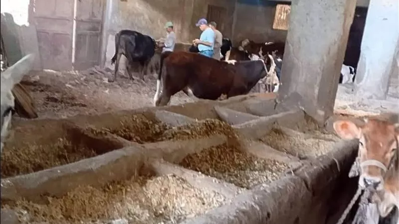 الزراعة بالمنوفية تكثف حملاتها لدعم الثروة الحيوانية والداجنة.. متابعة مصانع الأعلاف والمزارع