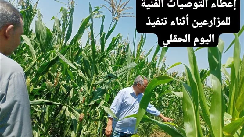 يوم حقلي لمتابعة زراعات الذرة الشامية بمنشأة القناطر.. وتوصيات لمكافحة دودة الحشد الخريفية